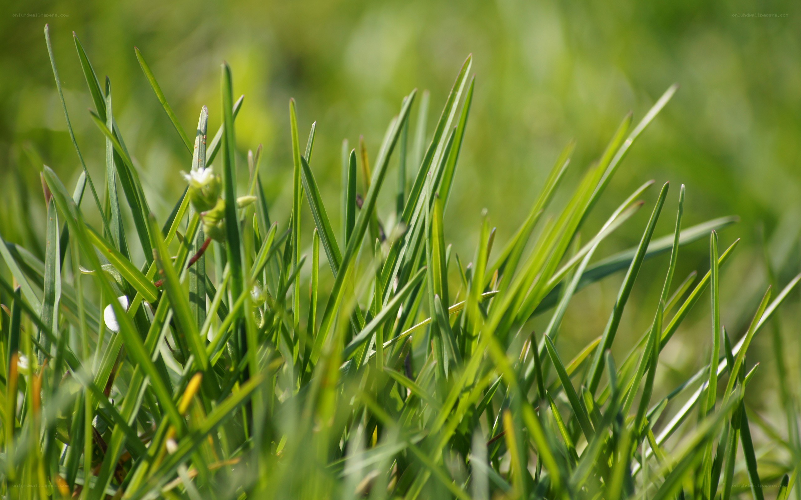 green grass blades in sunlight