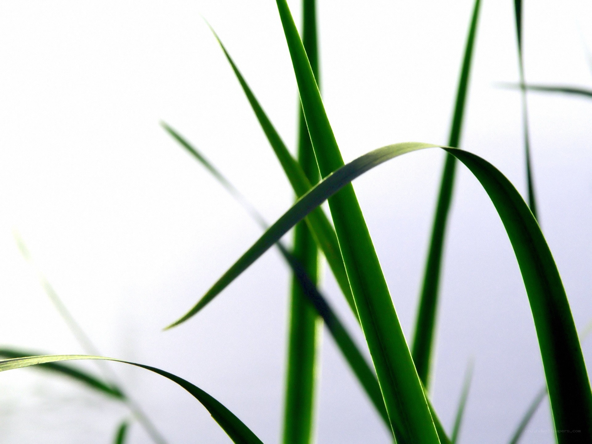 Green grass blades in sunlight
