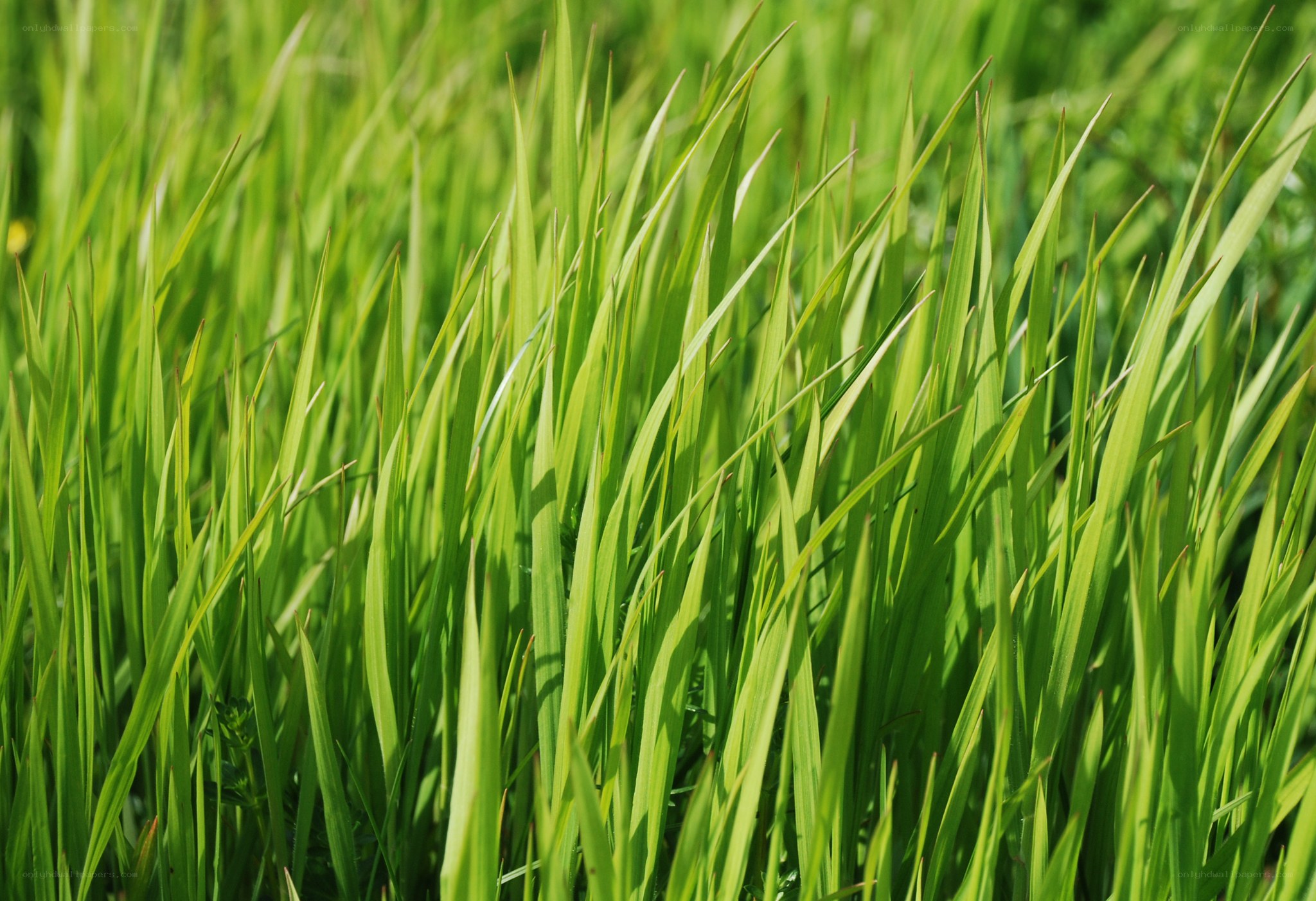 green grass blades in sunlight