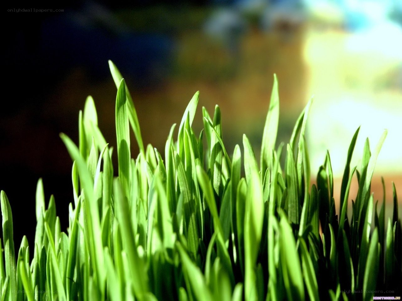 green grass blades in sunlight