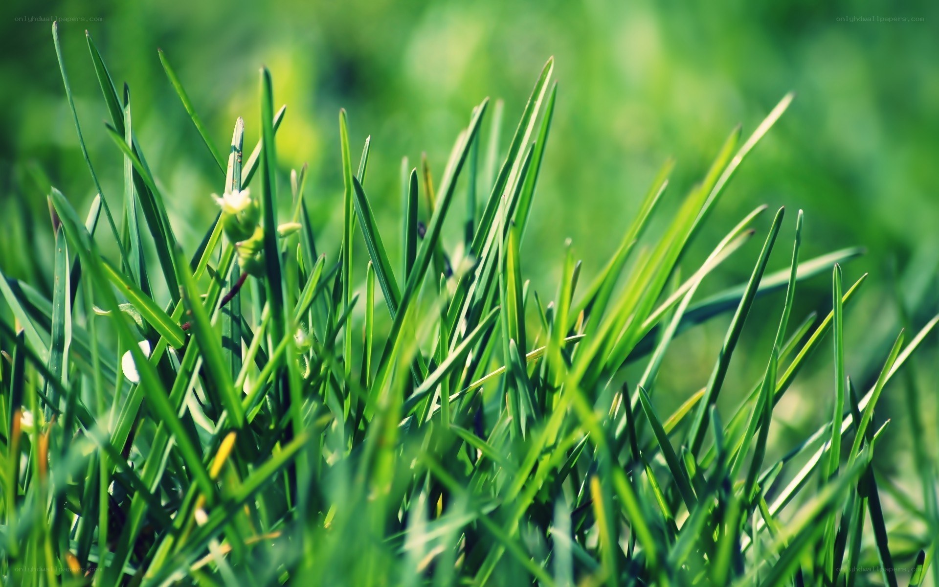 green grass blades in sunlight