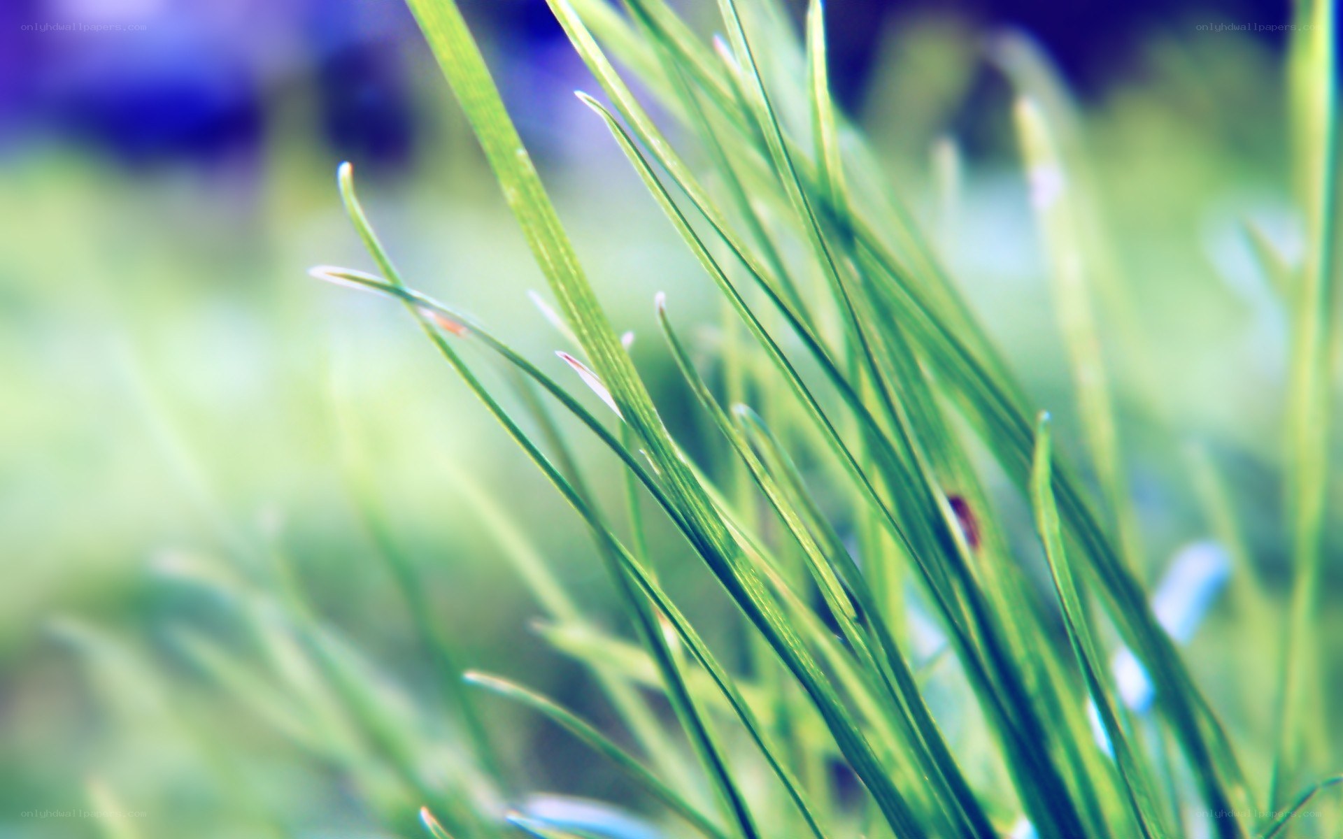 green grass blades in sunlight