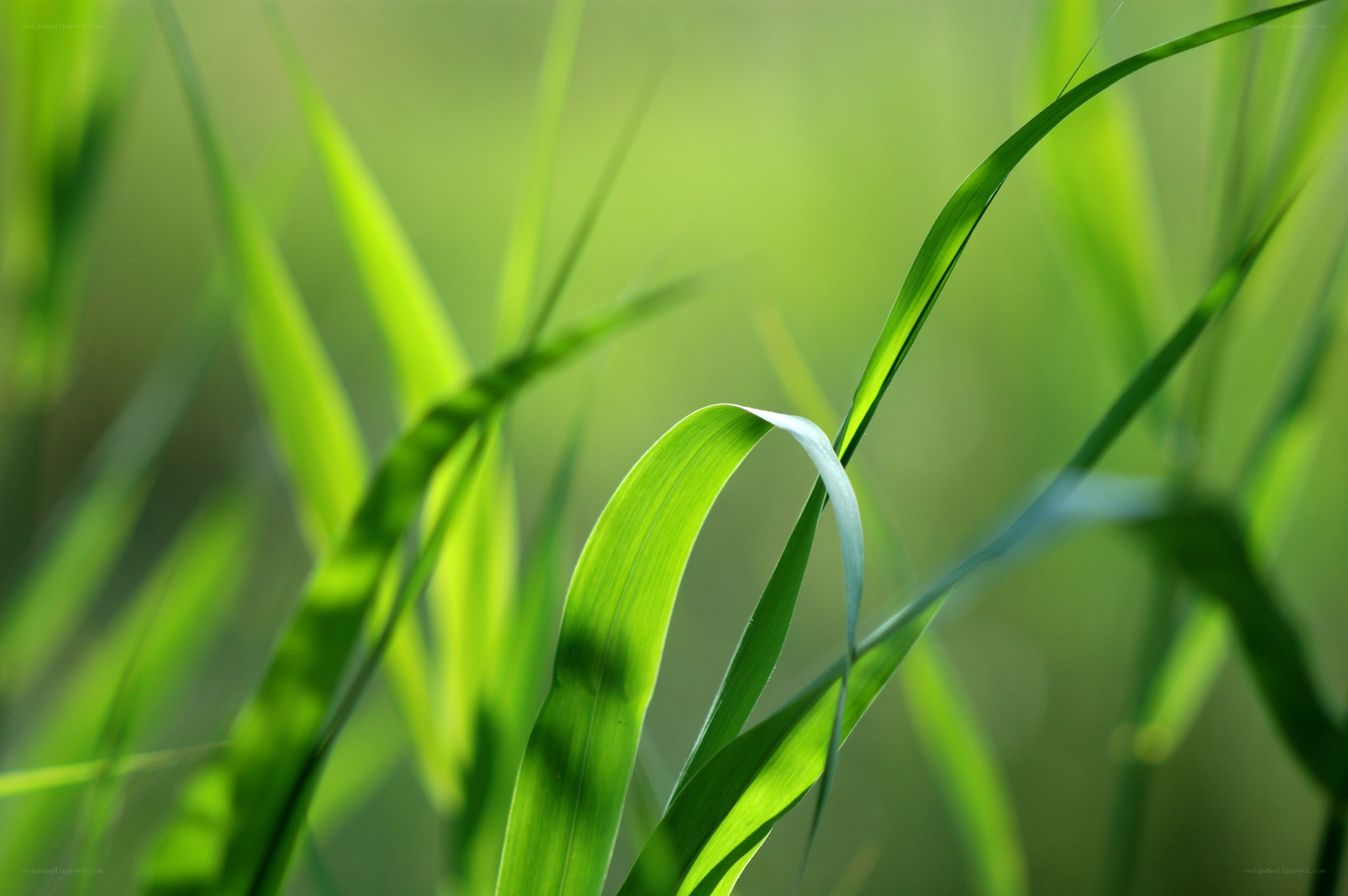 Green grass blades in sunlight