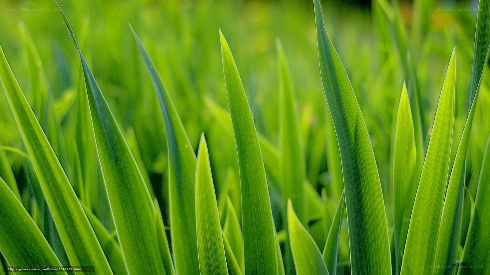 Green grass blades in sunlight