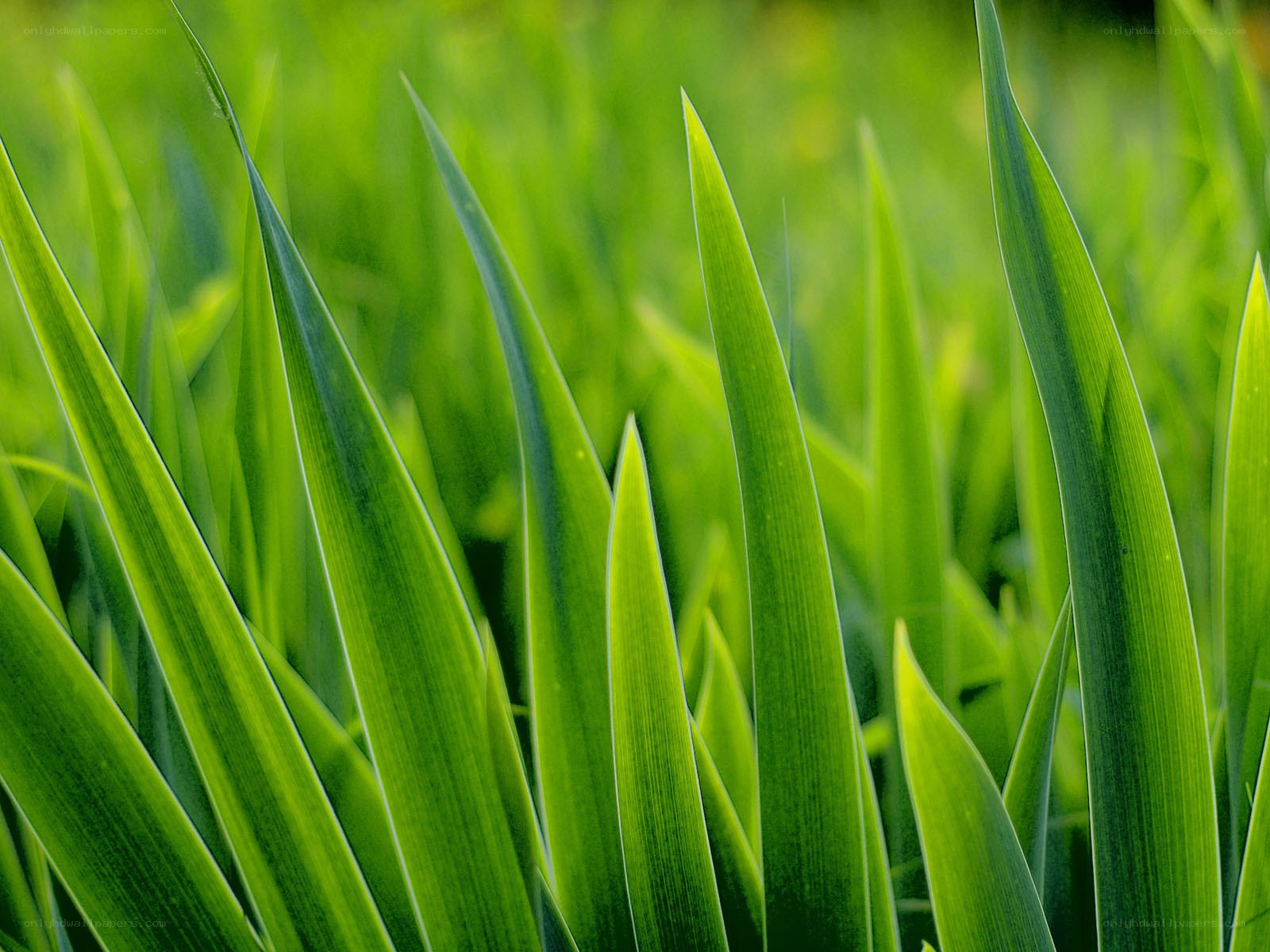 green grass blades in sunlight