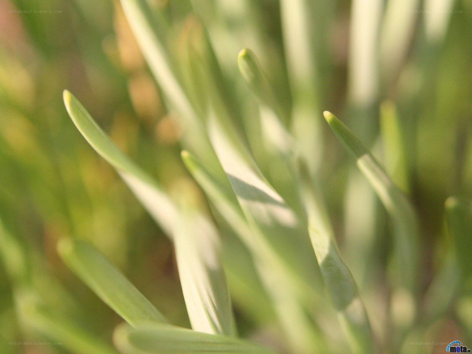 green grass blades in sunlight