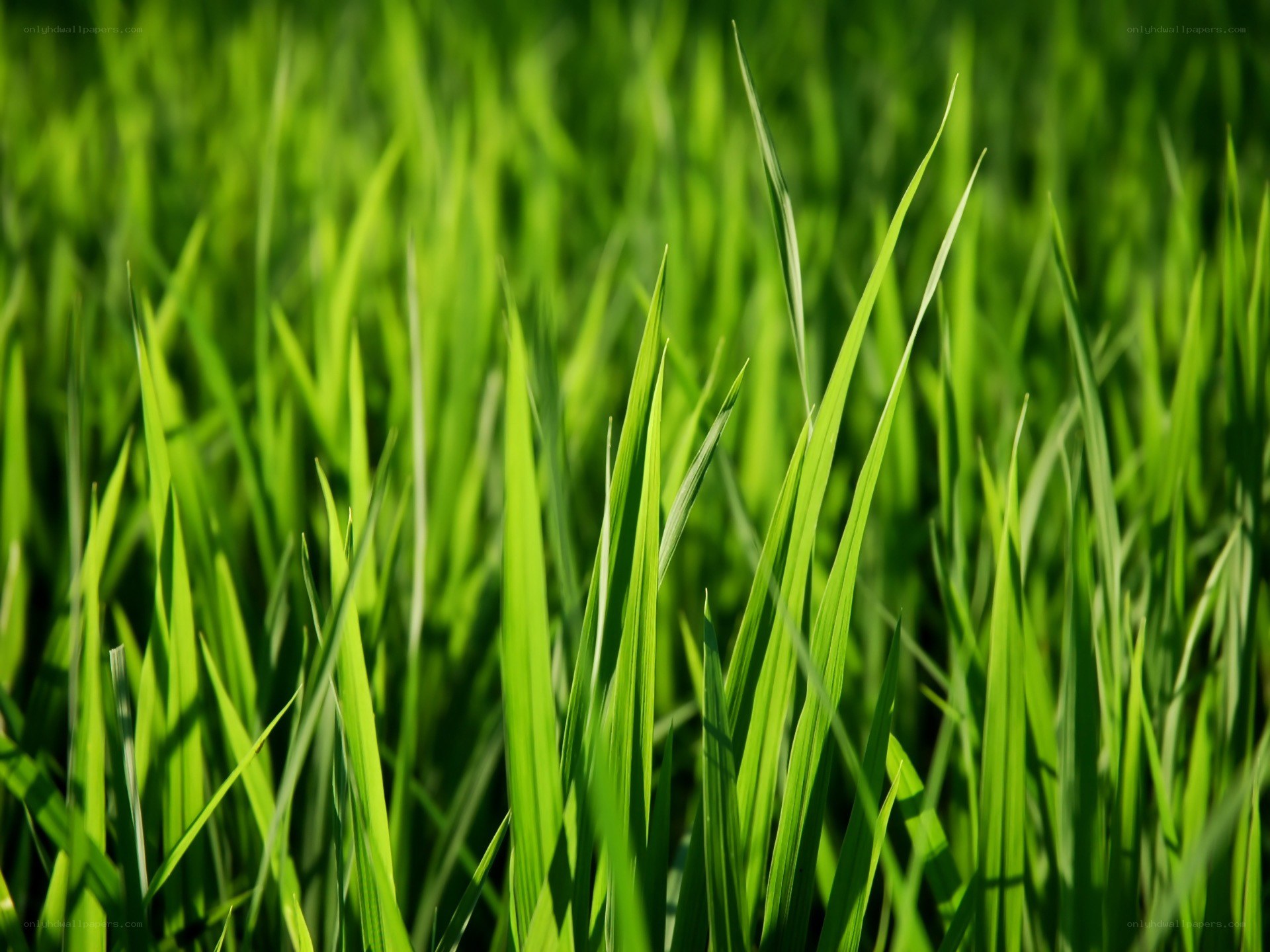 Green grass blades in sunlight