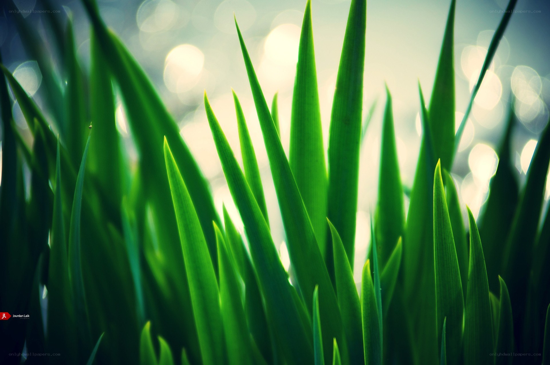 Green grass blades in sunlight