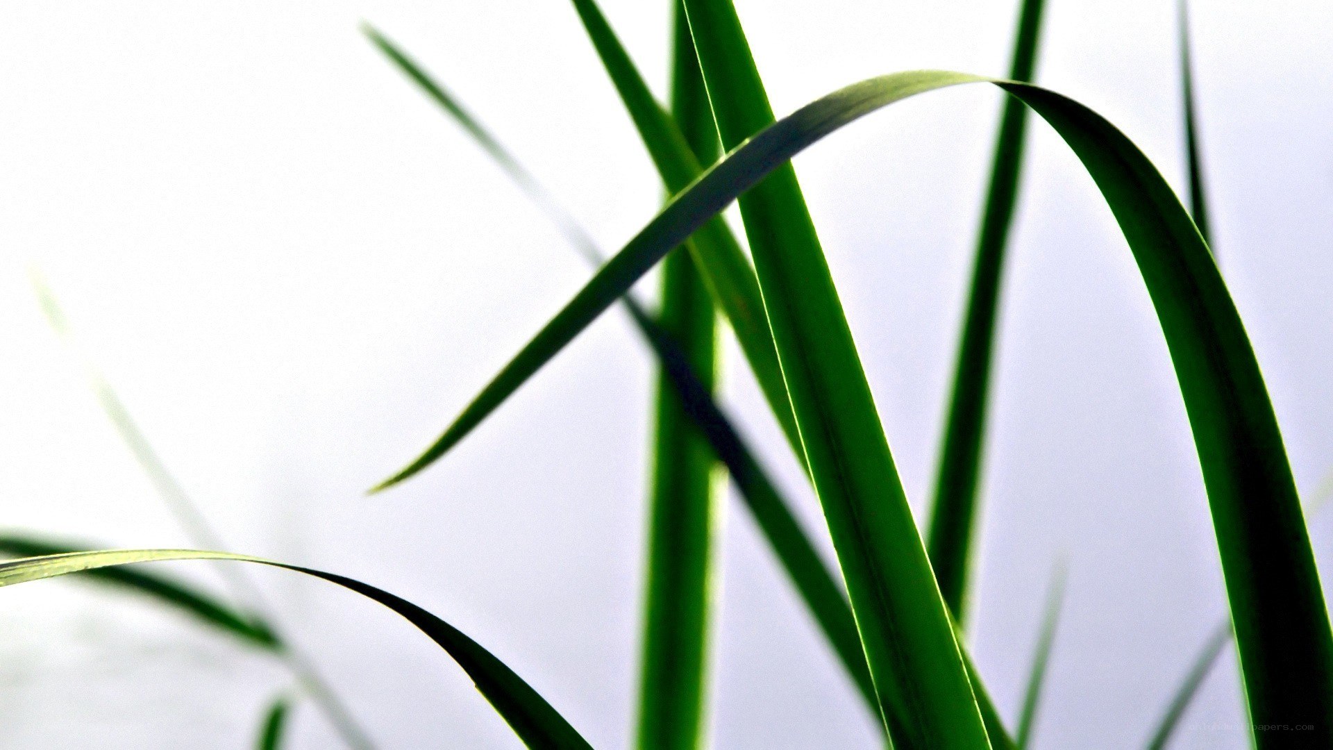green grass blades in sunlight