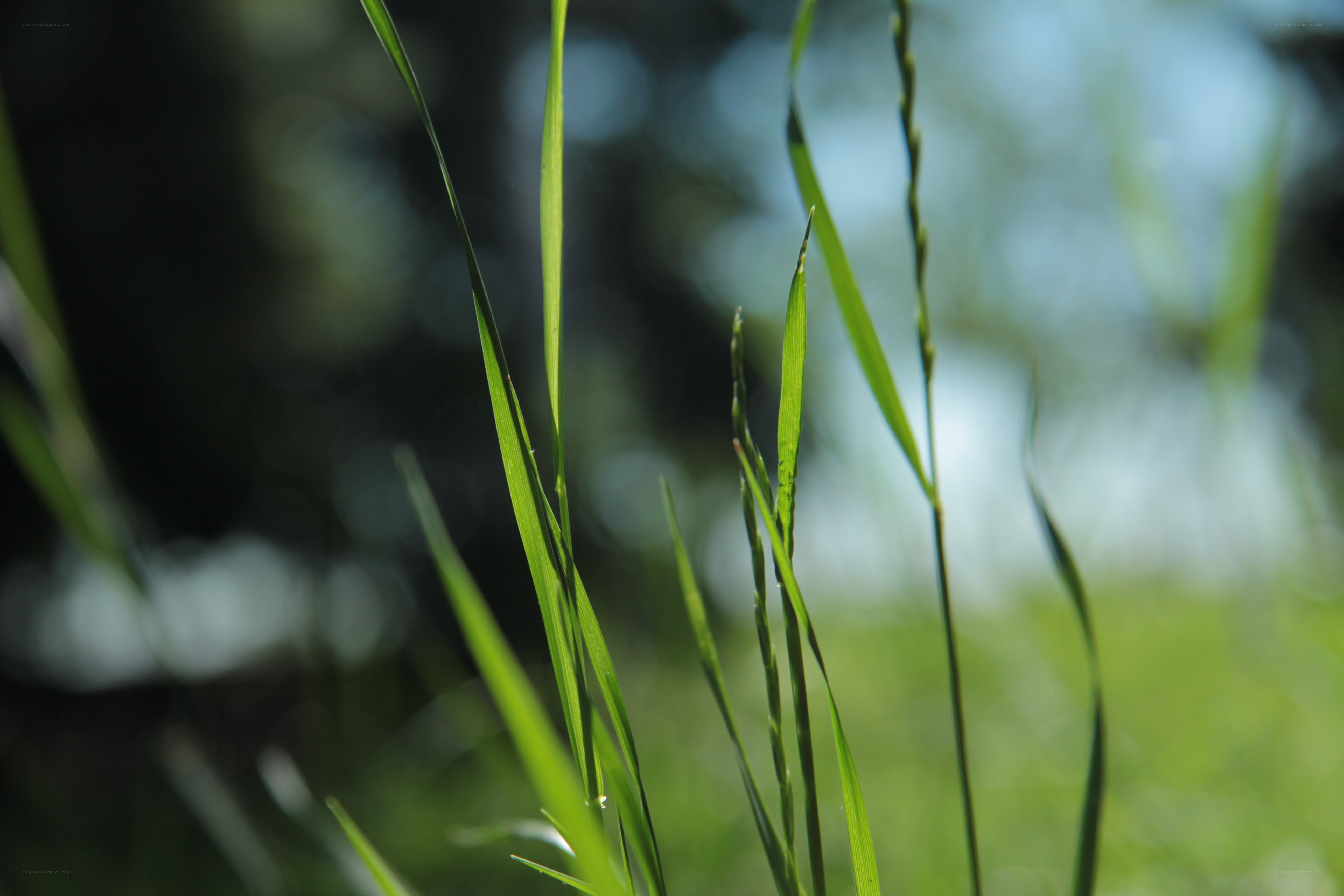 Green grass blades in sunlight