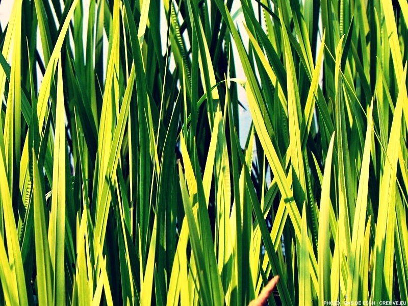 green grass blades in sunlight