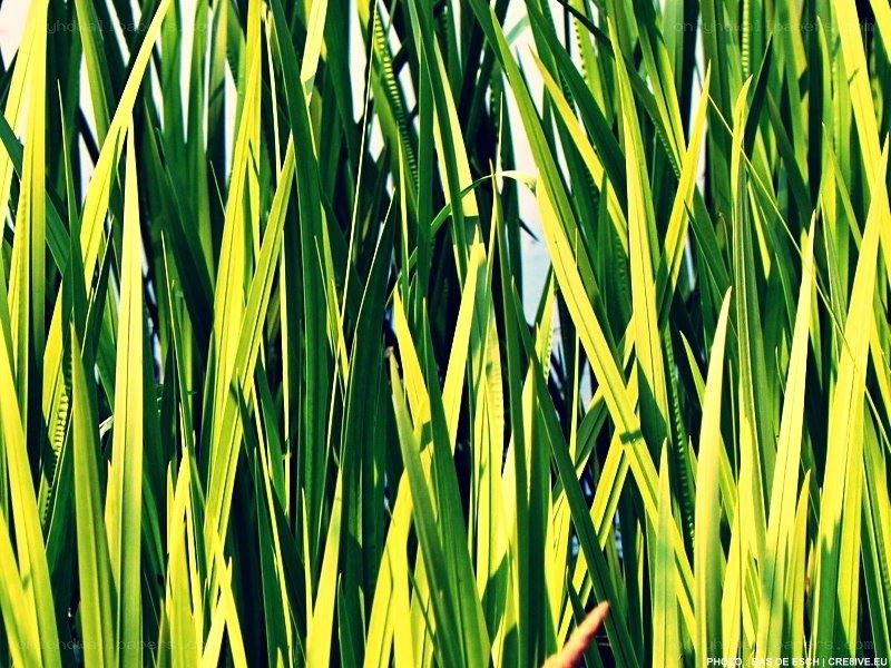 green grass blades in sunlight