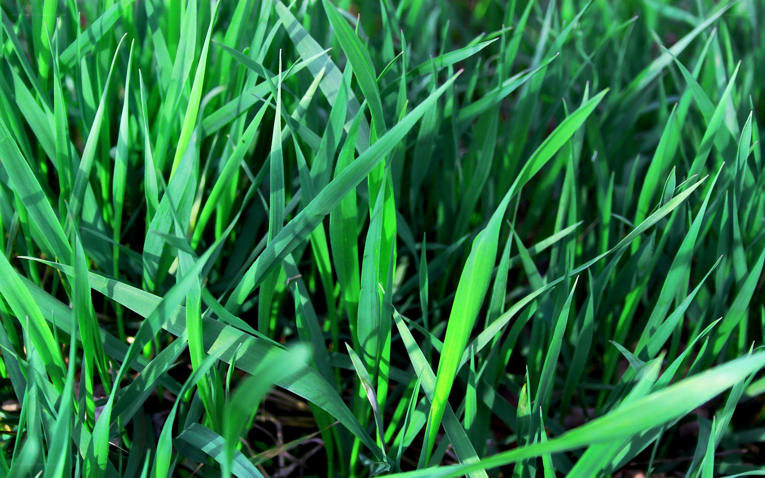 green grass blades in sunlight