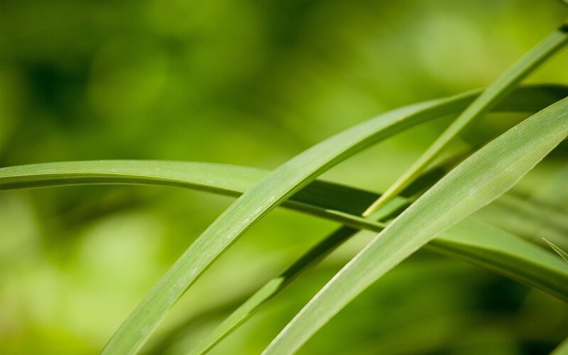 green grass blades in sunlight