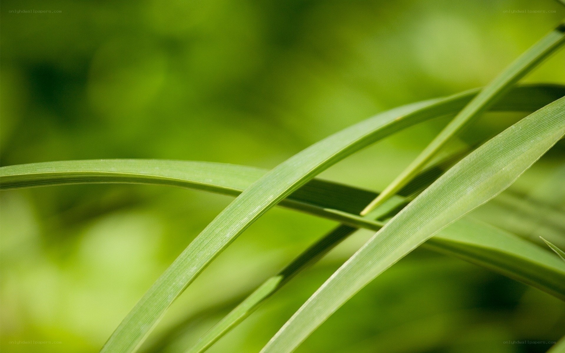 green grass blades in sunlight