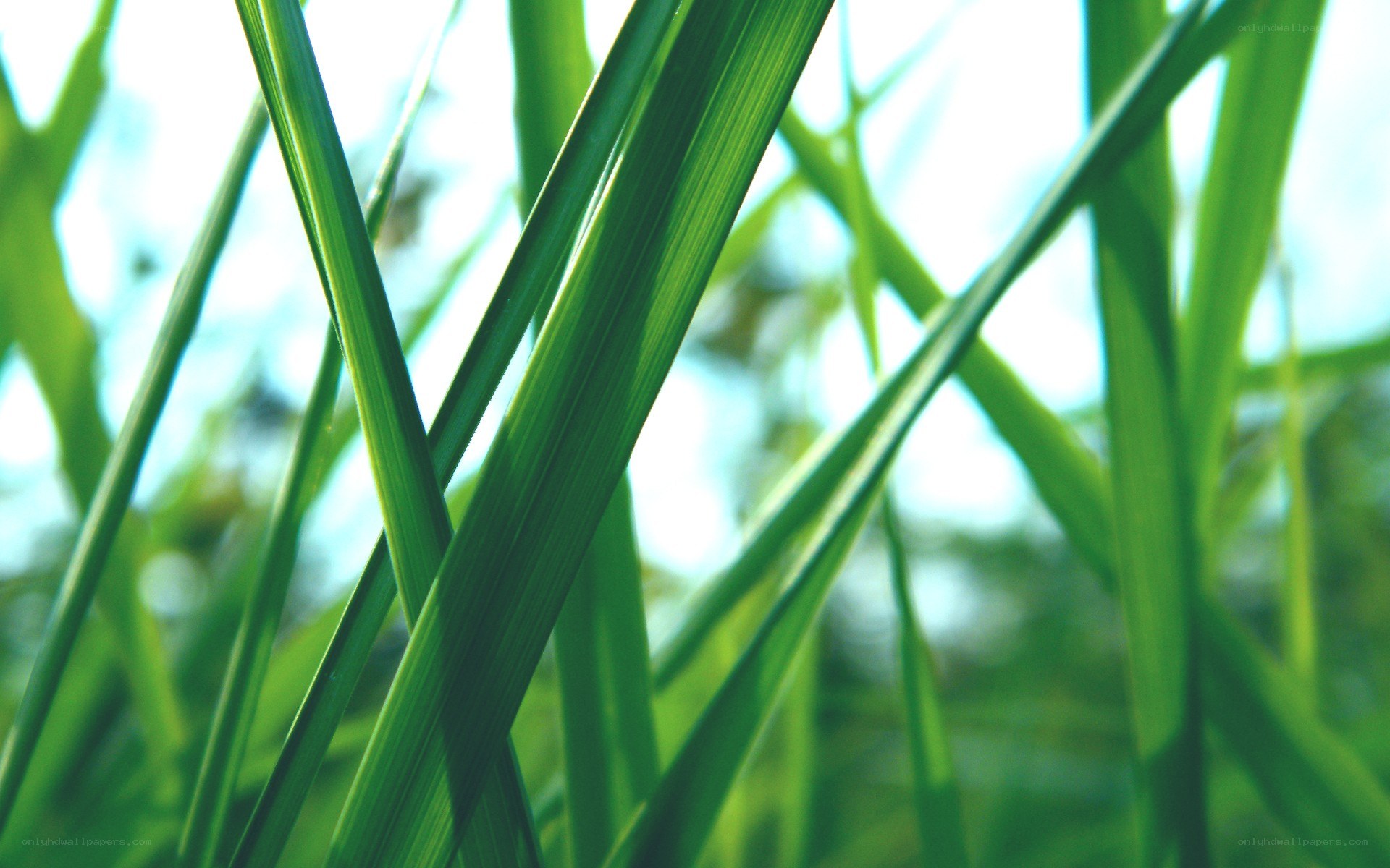 green grass blades in sunlight