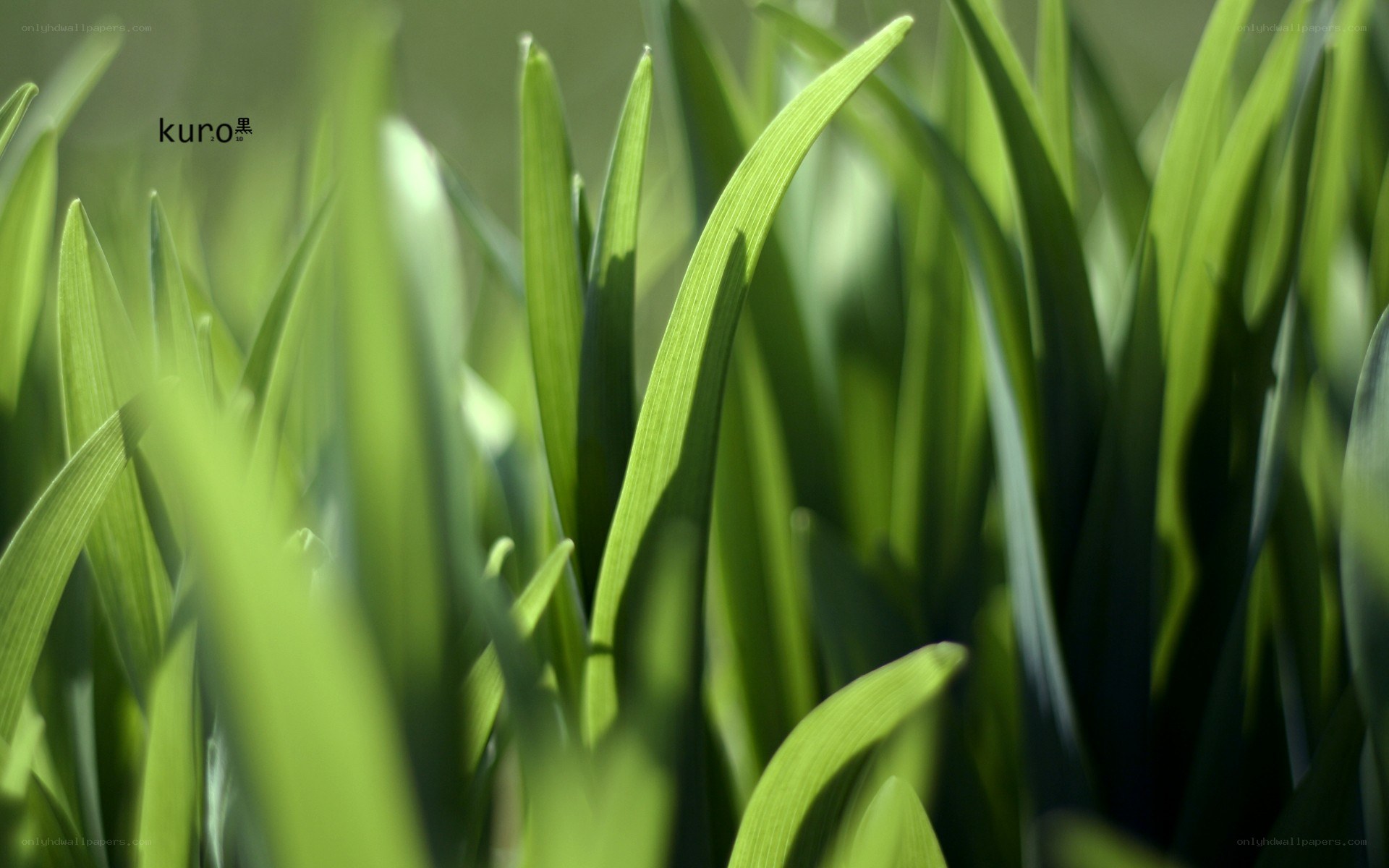 green grass blades in sunlight