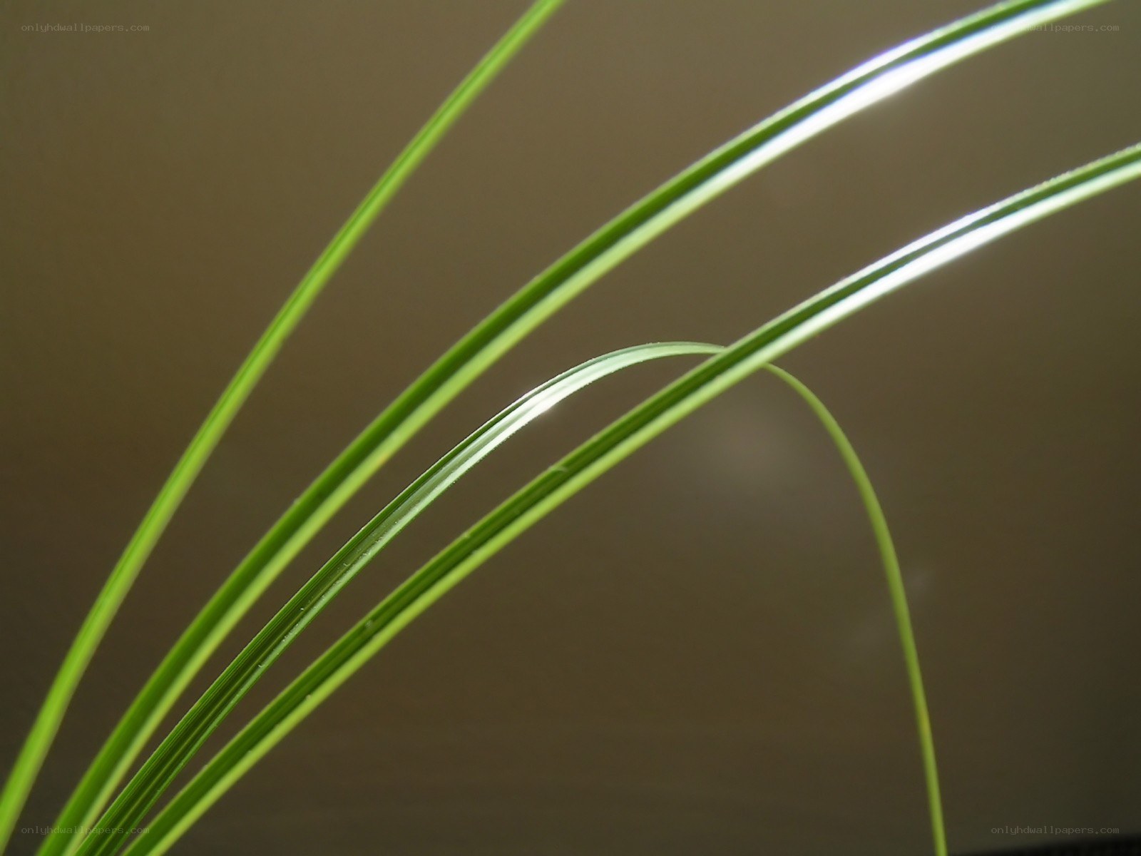 green grass blades in sunlight