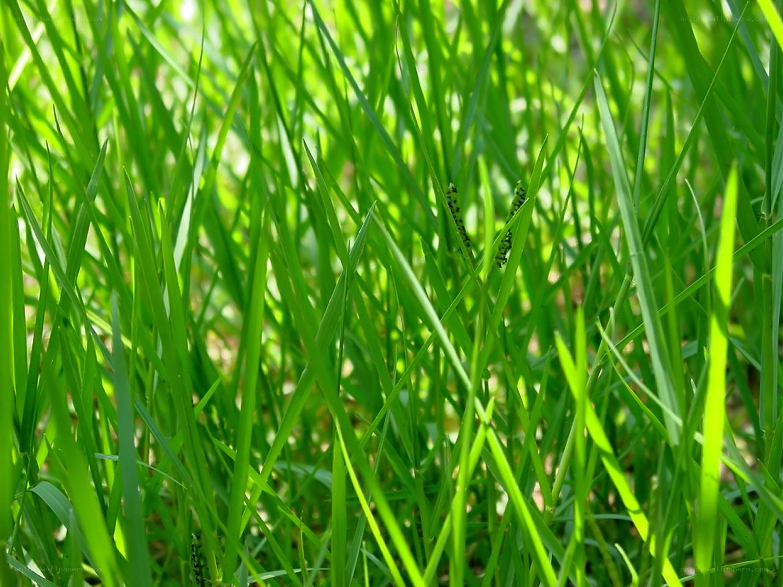 green grass blades in sunlight
