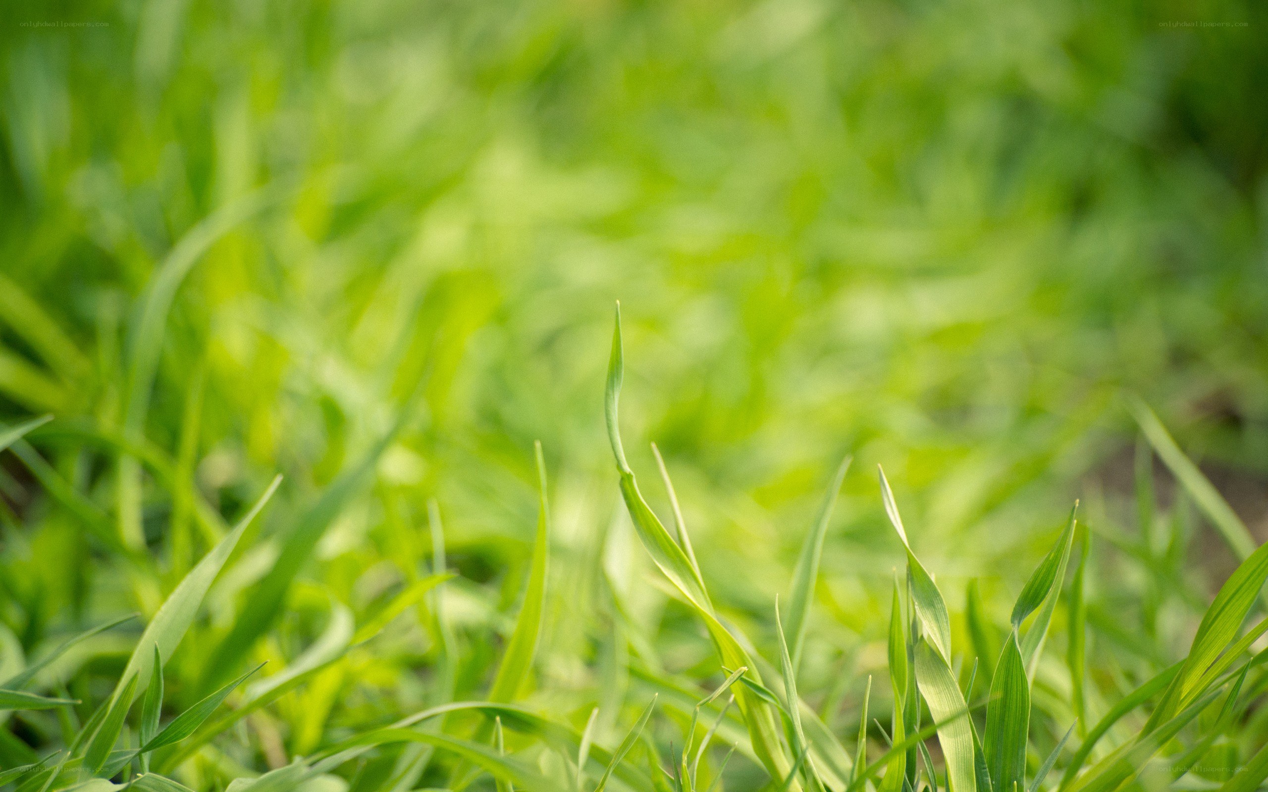 green grass blades in sunlight