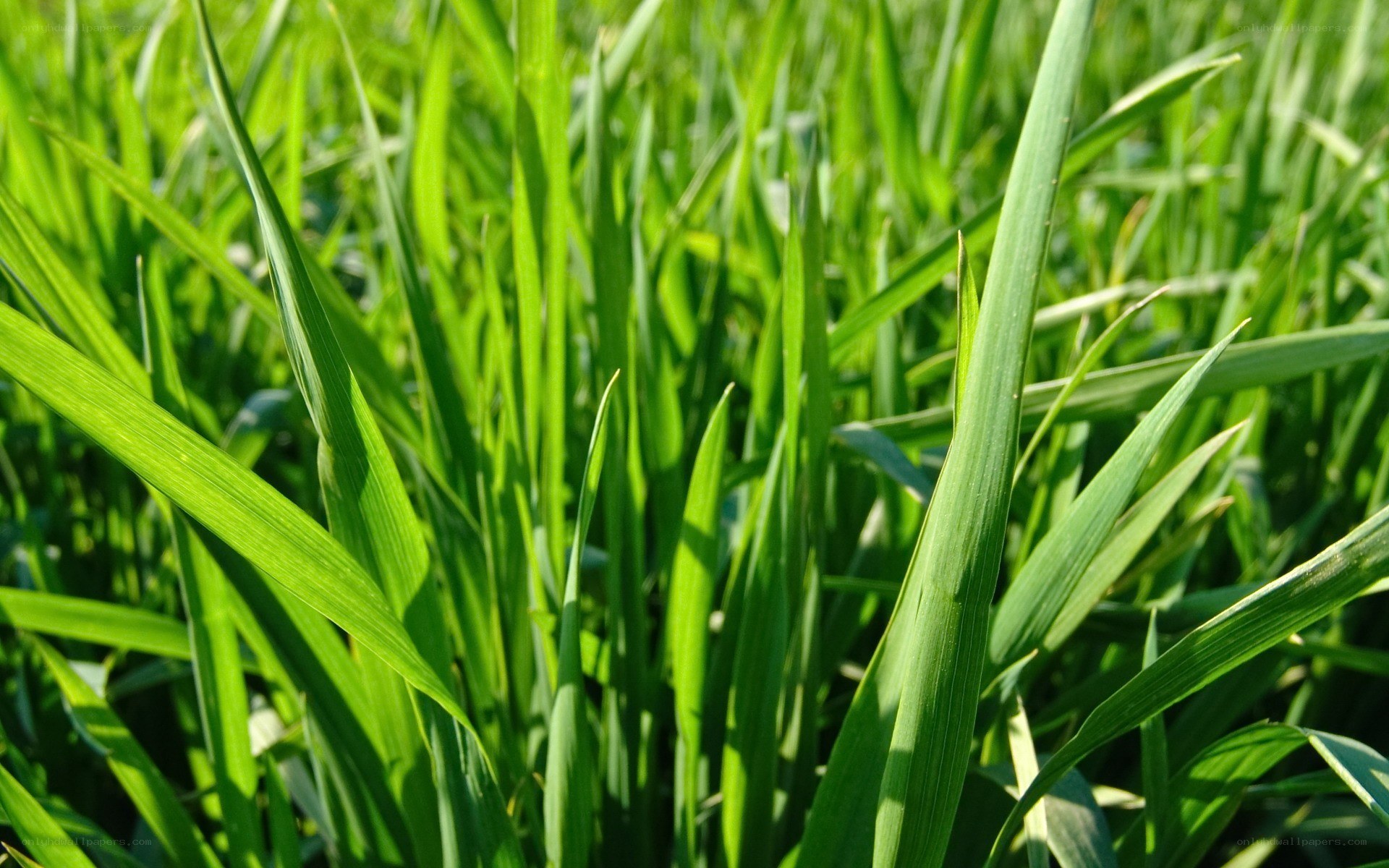 green grass blades in sunlight