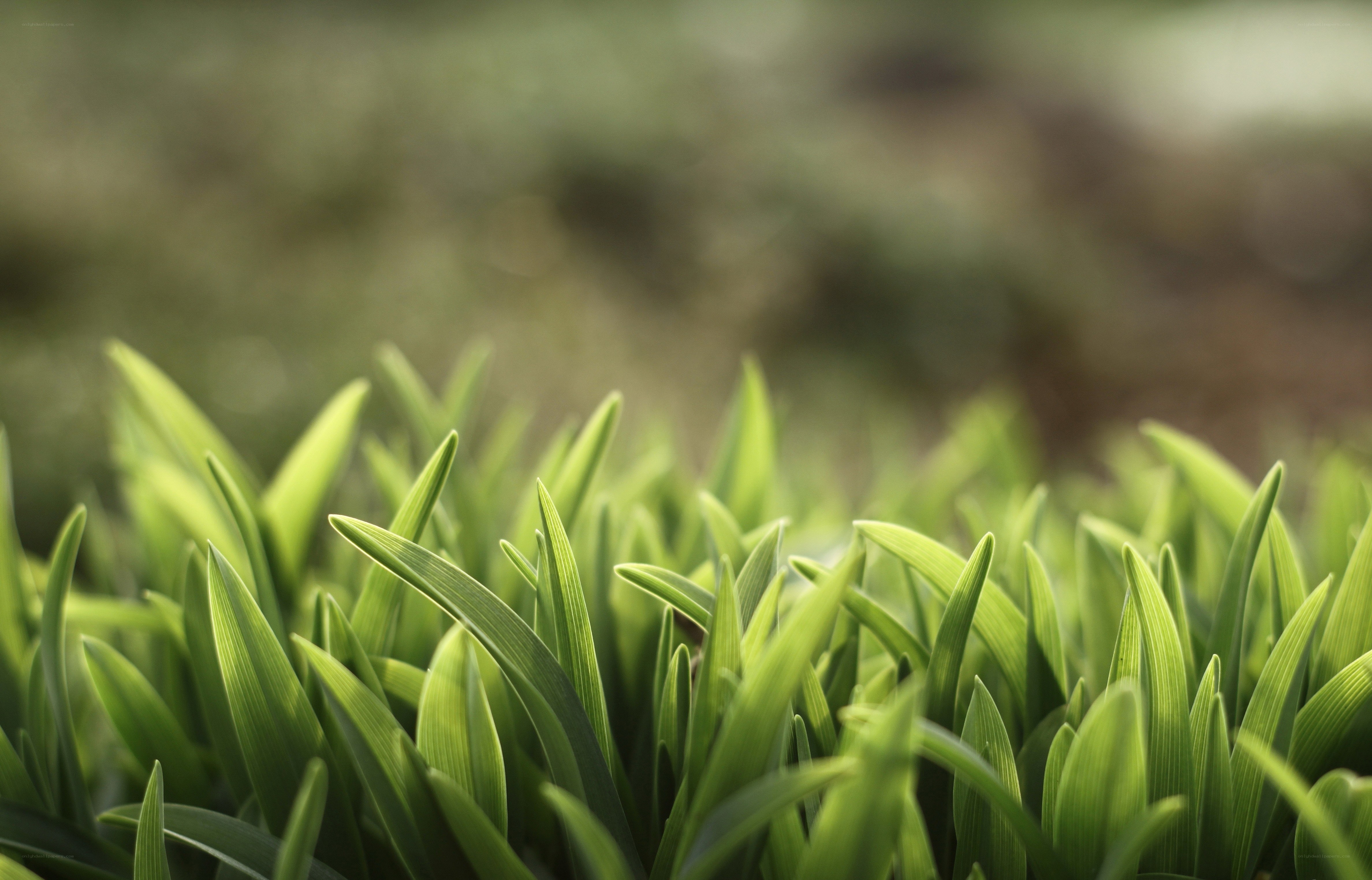 green grass blades in sunlight
