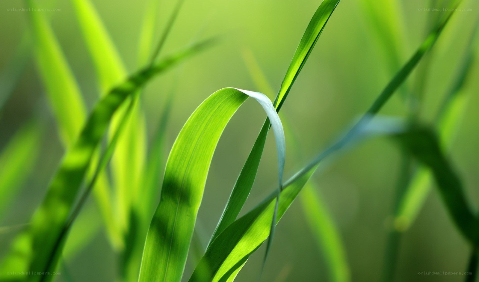 green grass blades in sunlight