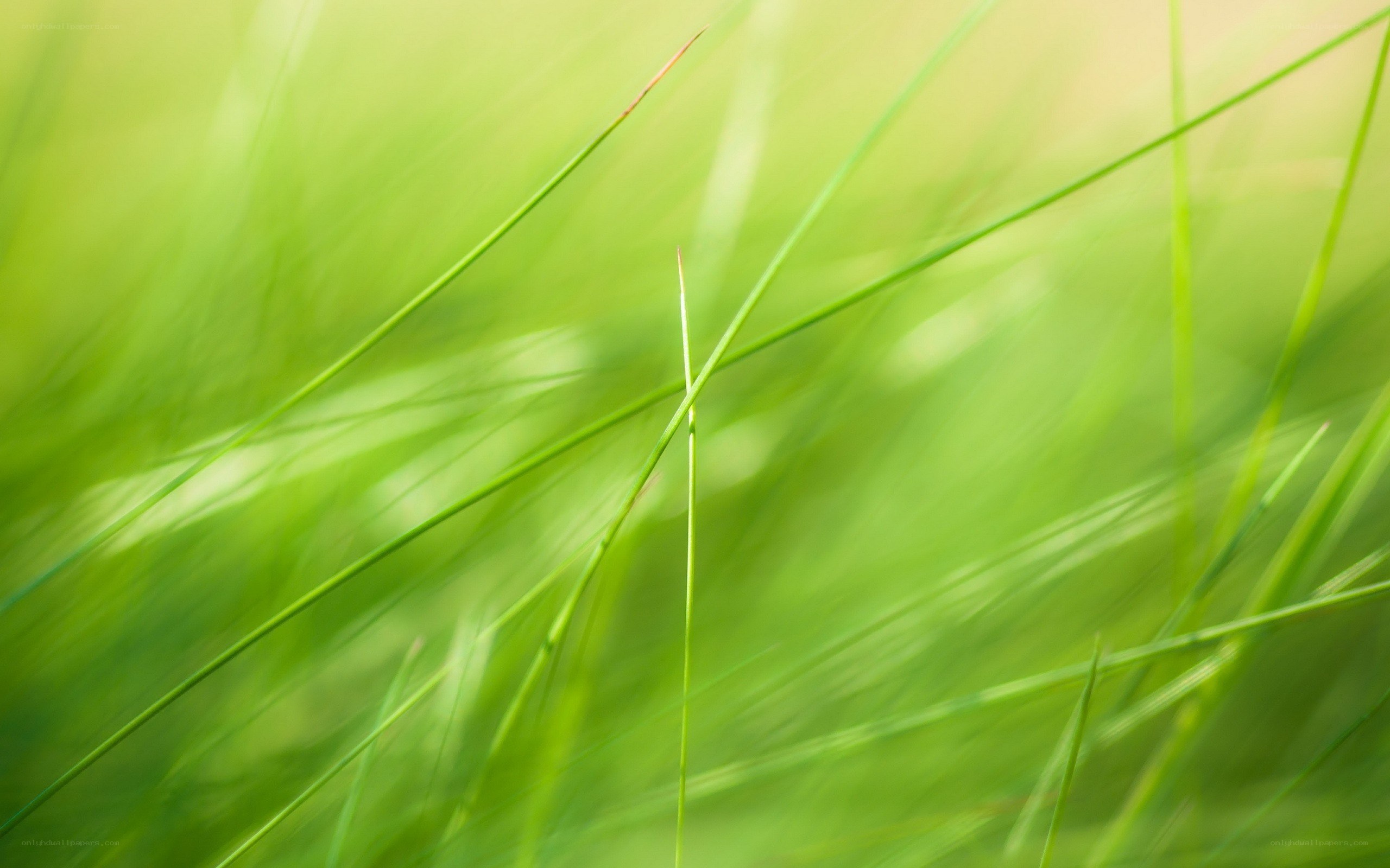 green grass blades in sunlight