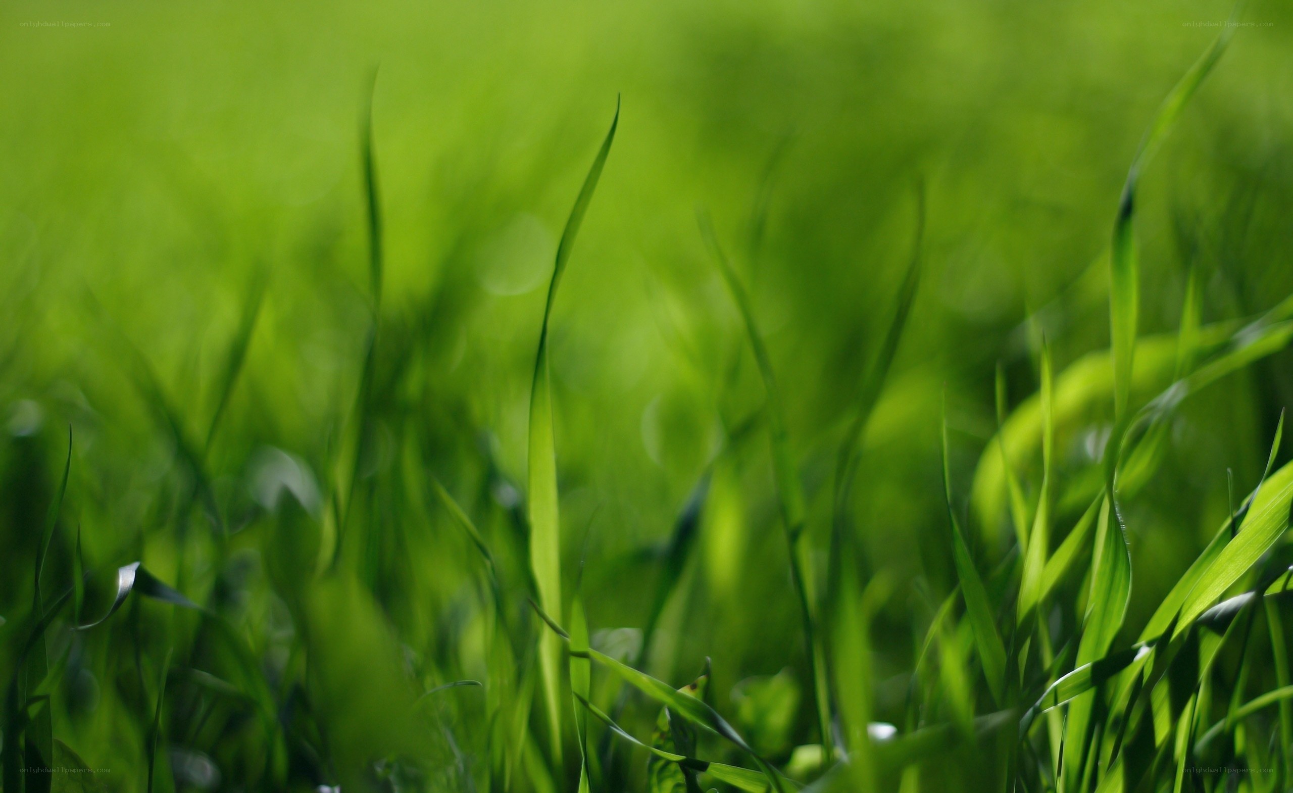 Green grass blades in sunlight