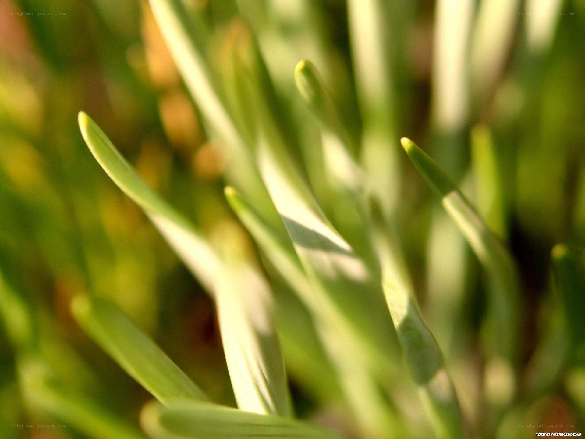 green grass blades in sunlight