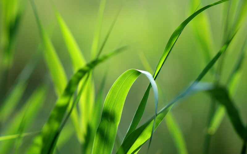 green grass blades in sunlight