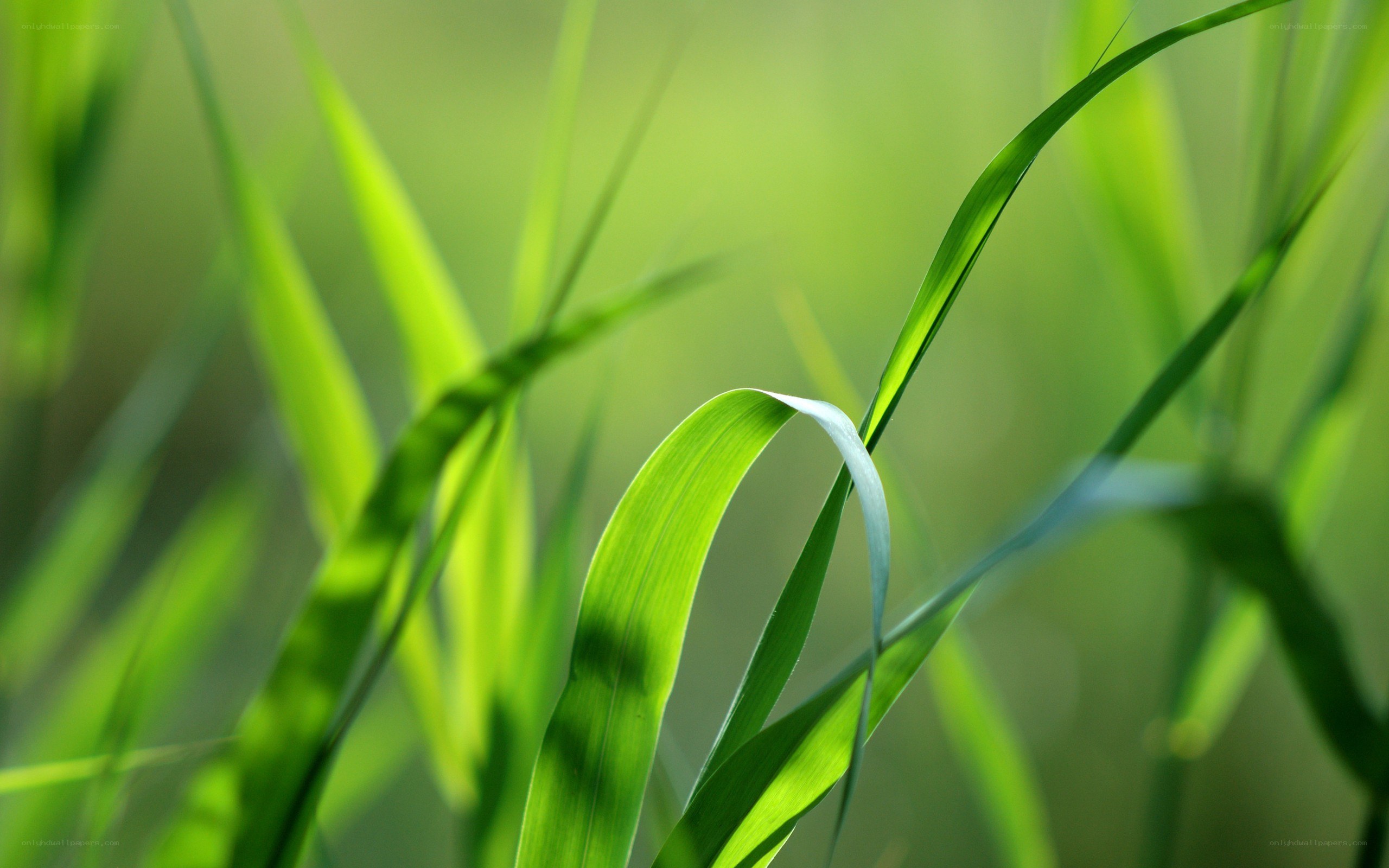 green grass blades in sunlight