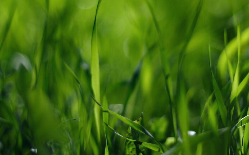 green grass blades in sunlight