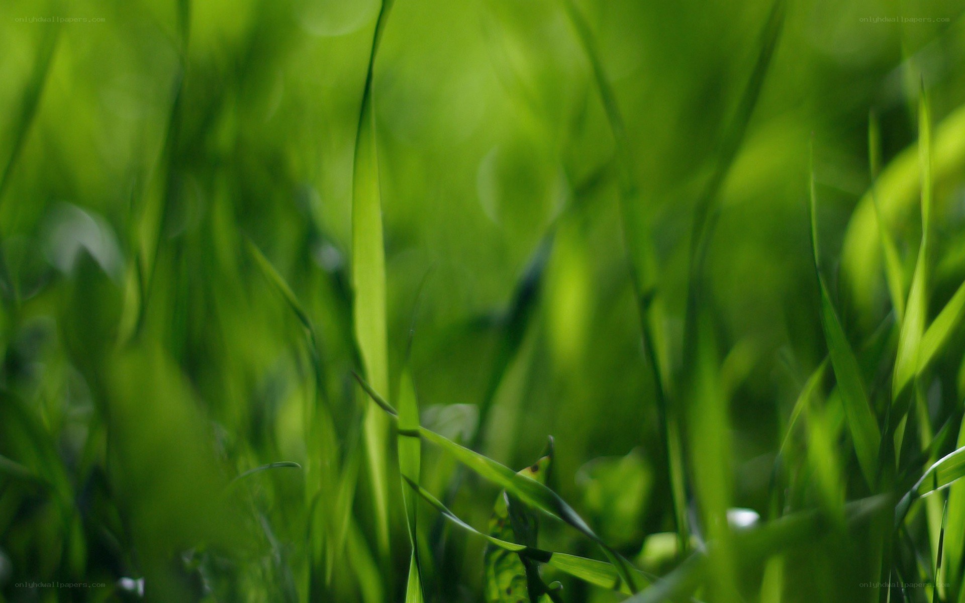 green grass blades in sunlight