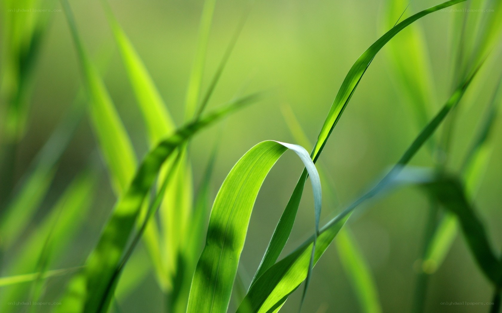 Green grass blades in sunlight