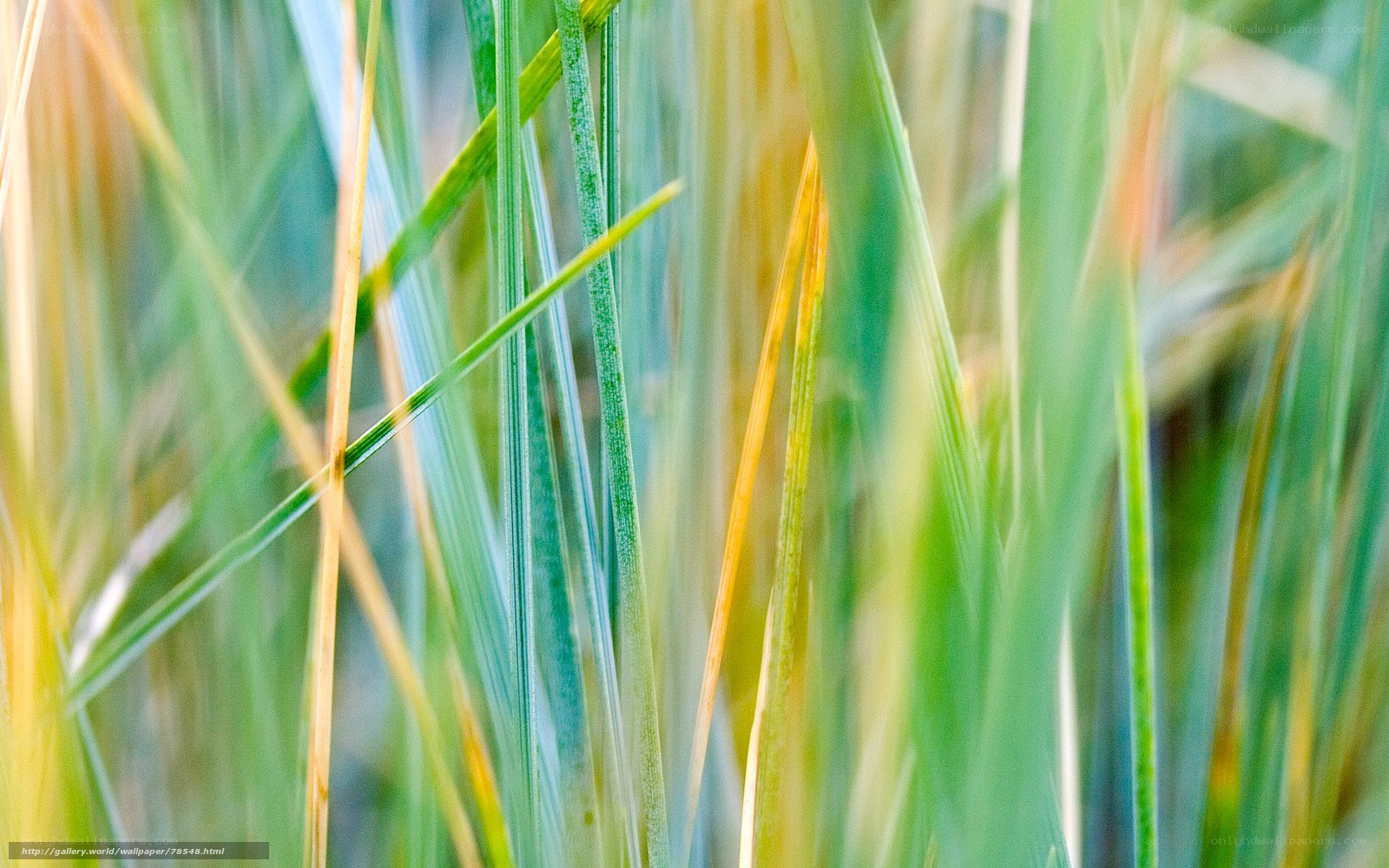 Green grass blades in sunlight