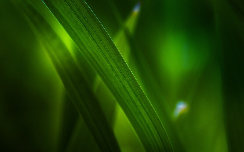 Green Grass Blades — Light