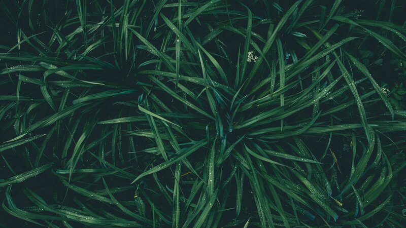 Green Grass Blades — Moody