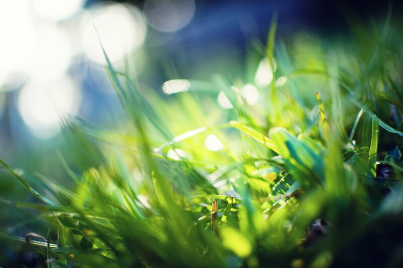 Green Grass Blades — Morning, Bokeh