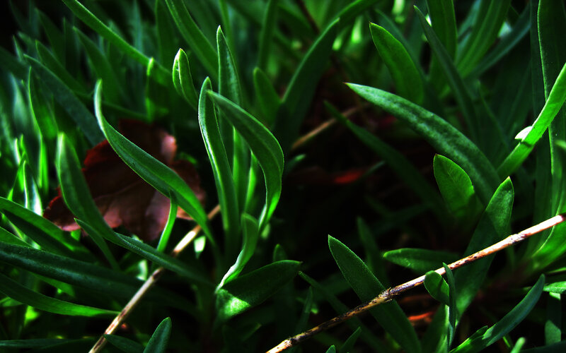 Green Grass Blades — Natural, Afternoon, Photograph, Leaf, Stick