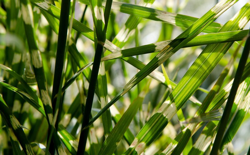 Green Grass Blades — Natural, Afternoon, Photograph, Sunlight, Leaves