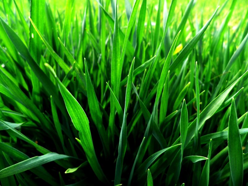 Green Grass Blades — Natural, Afternoon, Photograph