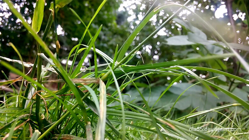 Green Grass Blades — Natural, Afternoon