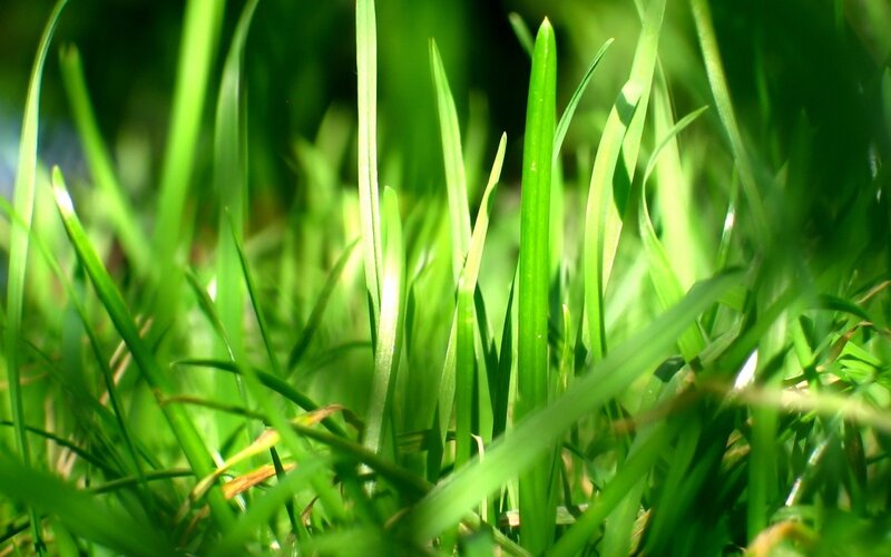 Green Grass Blades — Natural, Morning