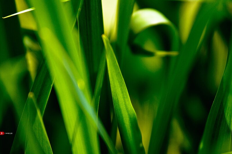 Green Grass Blades — Natural, Photograph, Blades of Grass, Light