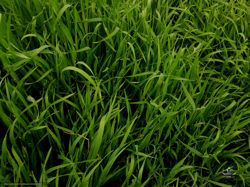 Green Grass Blades — Natural, Photograph, Leaves