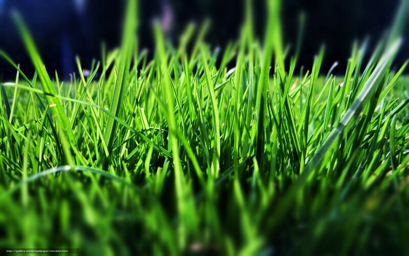 Green Grass Blades — Natural, Photograph, Sunlight