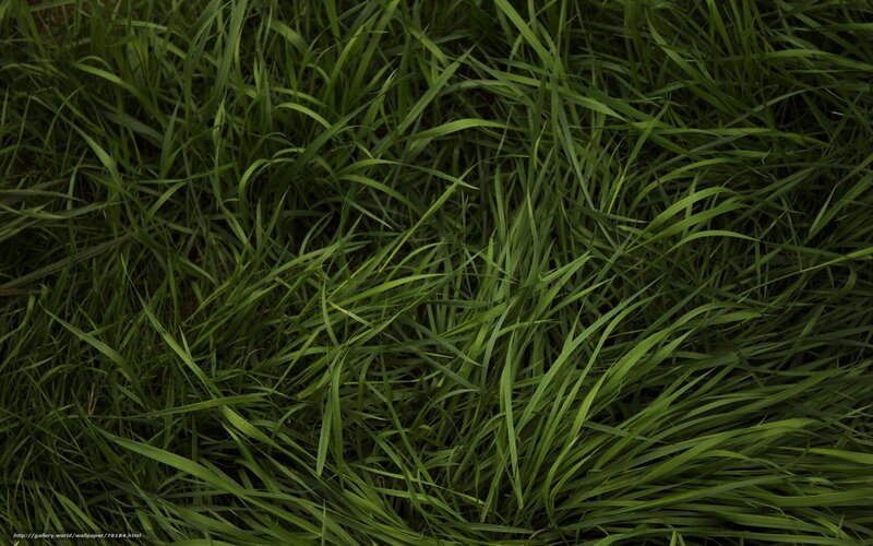 Green Grass Blades — Natural, Photograph
