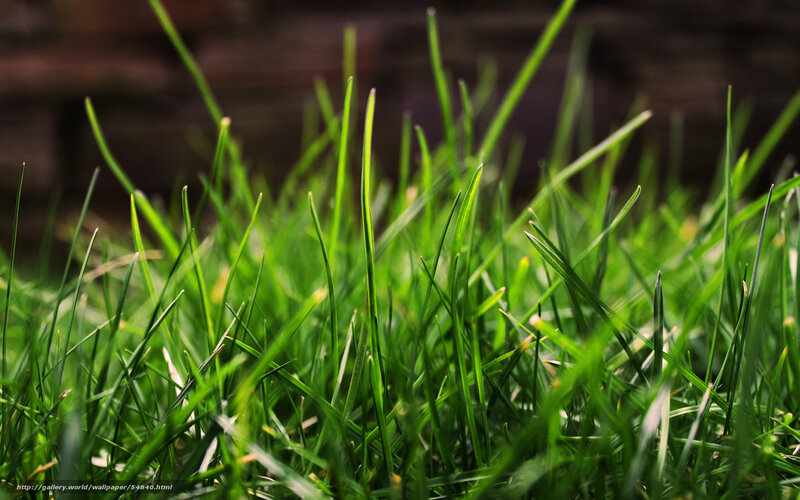 Green Grass Blades — Natural