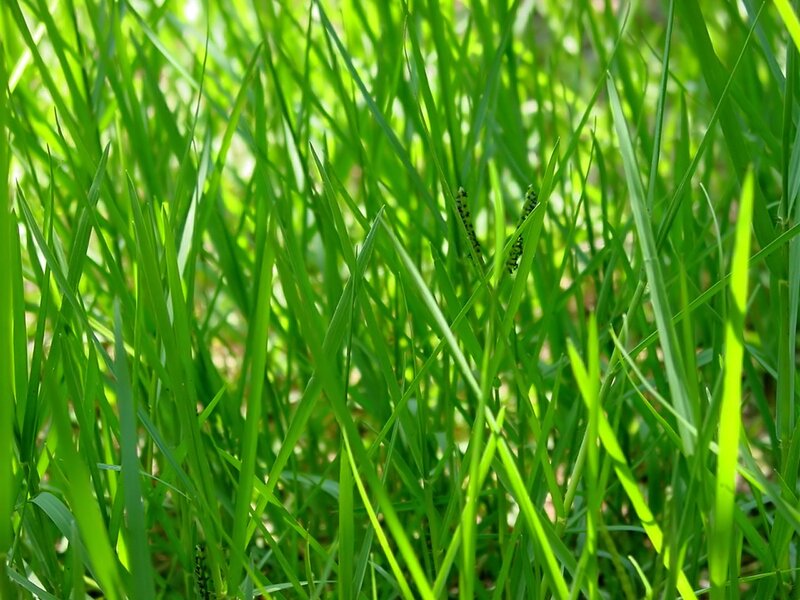 Green Grass Blades — Natural, Yellow